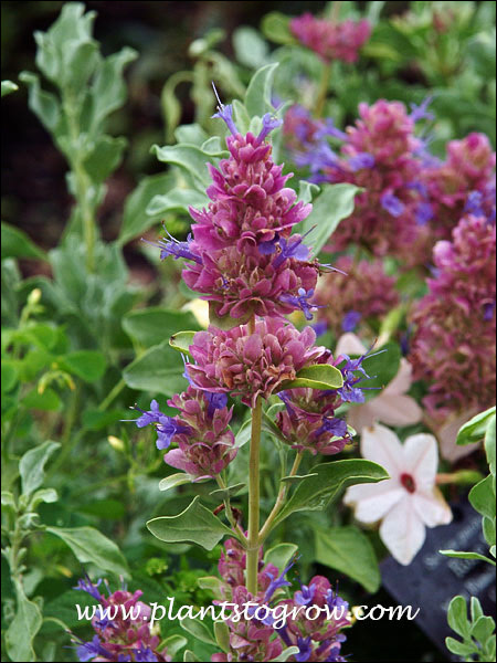 Salvia Rose Sage, (Salvia pachyphylla)
Large flowers with violet blue petals and rosy bracts.